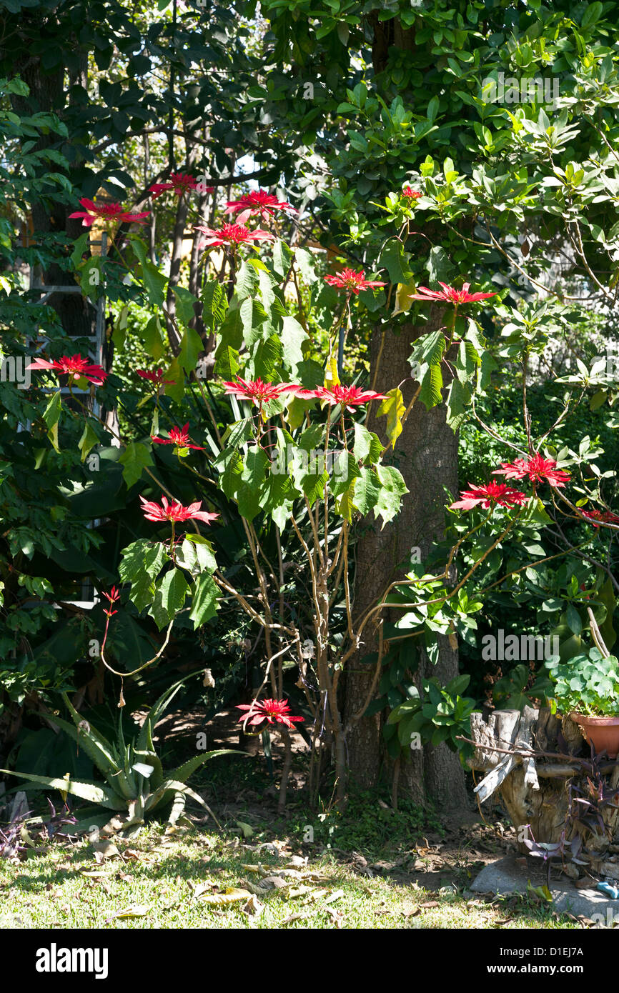 red flowering poinsettia bush in full bloom at Christmas time Christmastime in leafy tropical garden in Oaxaca de Juarez Mexico Stock Photo