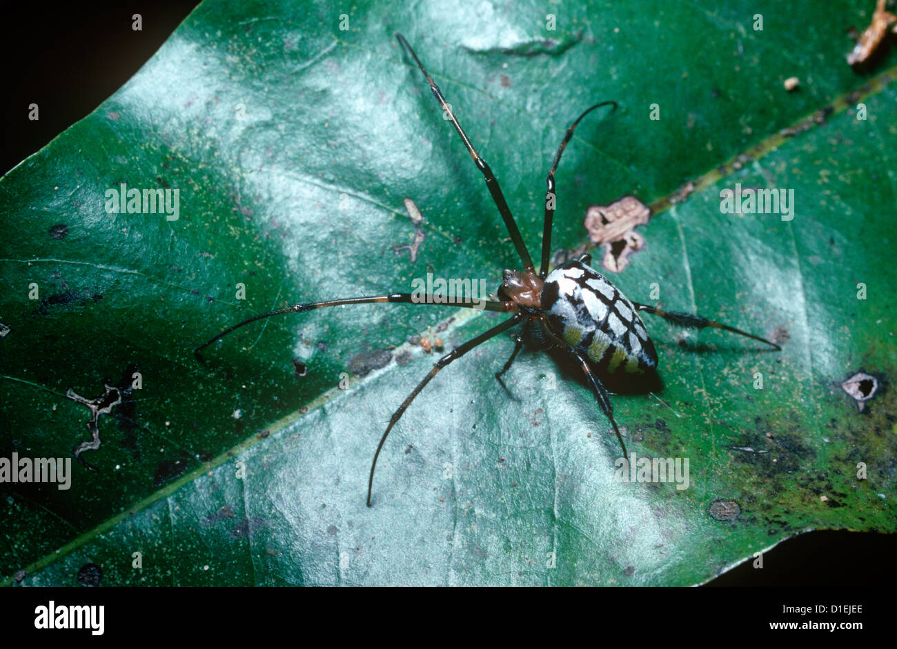 Pear-shaped orchard spider (Leucauge fastigiata: Tetragnathidae) female in rainforest, Thailand Stock Photo