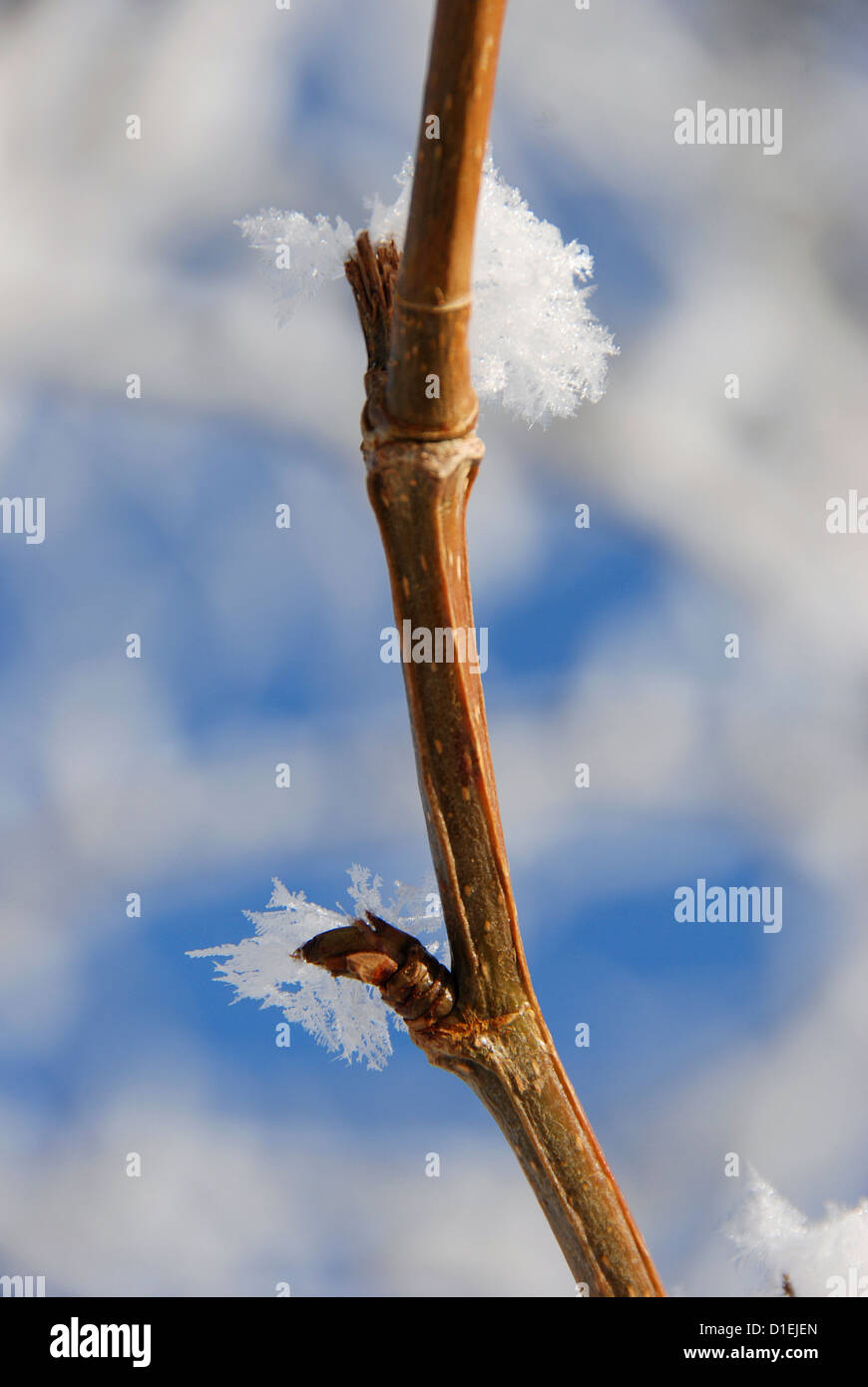 Frost crystals on a tree branch in Oregon's Wallowa Valley. Stock Photo
