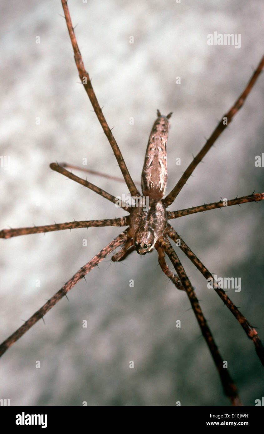 Jungle lace-weaver spider (Psechrus singaporensis: Psechridae) in rainforest, Thailand. Singapore Psechrus Stock Photo