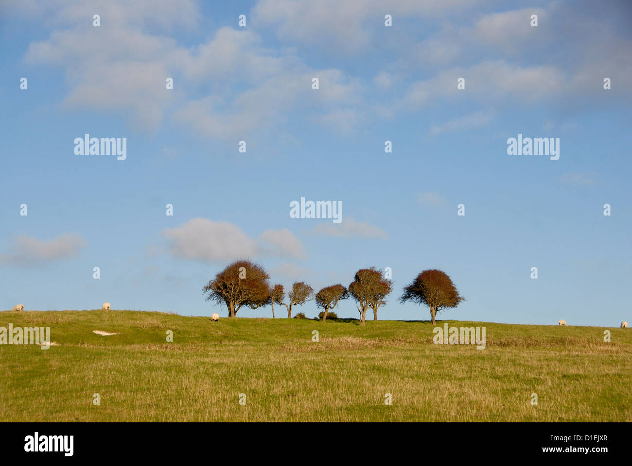 Windswept trees on South Downs near Cuckmere Haven, Sussex UK Stock Photo