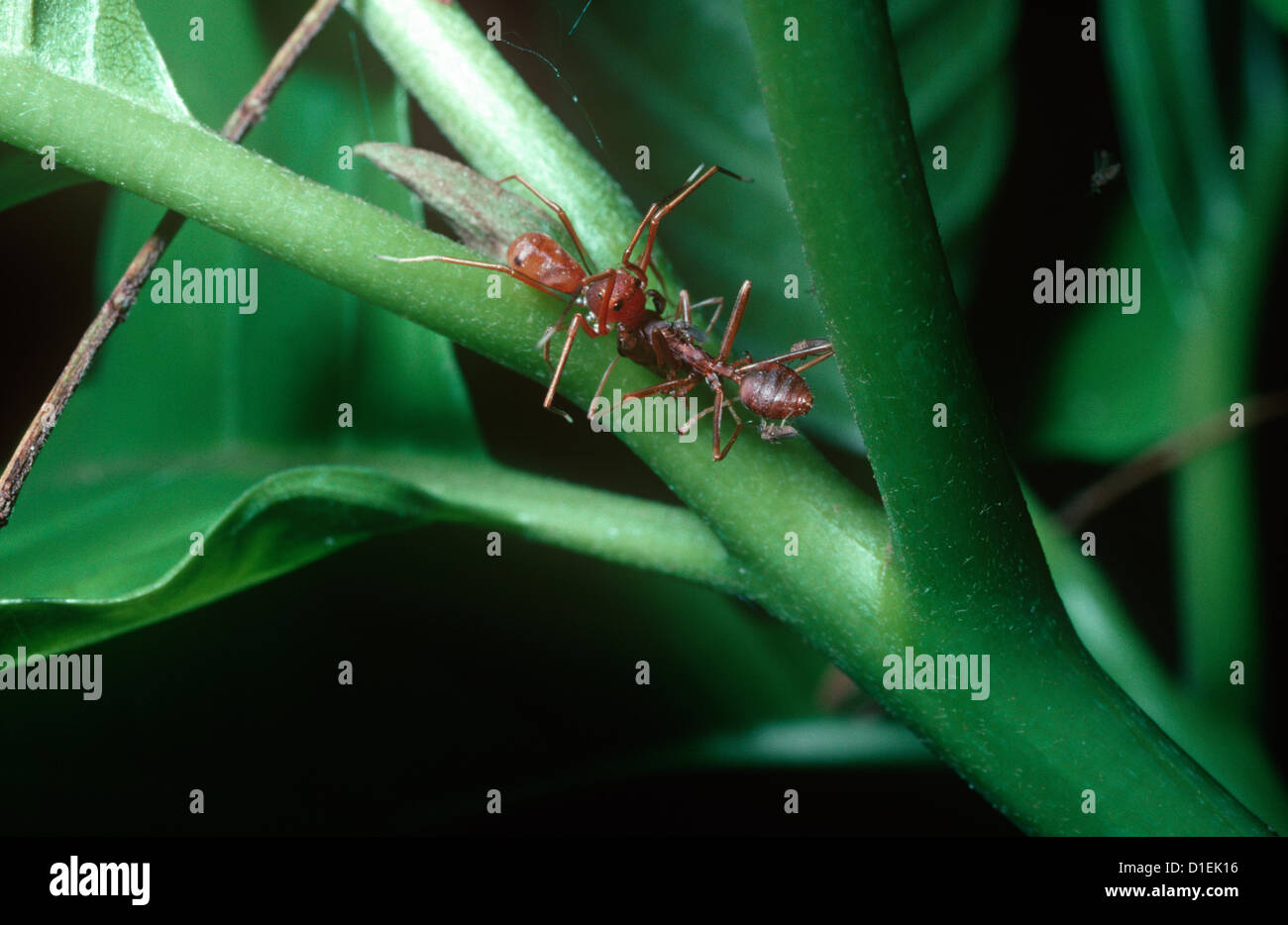 Ant-like crab spider female (Amyciaea lineatipes: Thomisidae) mimicking and eating weaver ant (Oecophylla smaragdina) Thailand Stock Photo