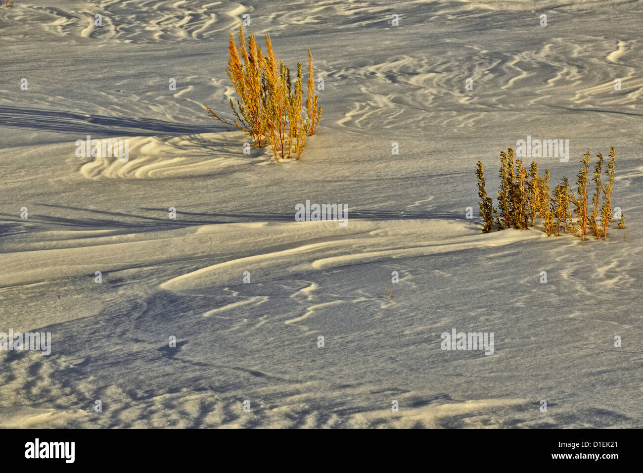 Wind-sculpted snow on the Blacktail Plateau, Yellowstone National Park, Wyoming, USA Stock Photo
