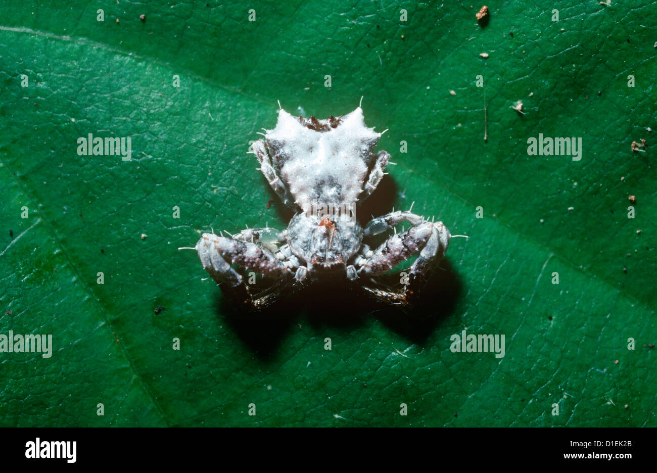 Crab spider (Phrynarachne sp.: Thomisidae) resembling a bird-dropping, in rainforest, Thailand Stock Photo