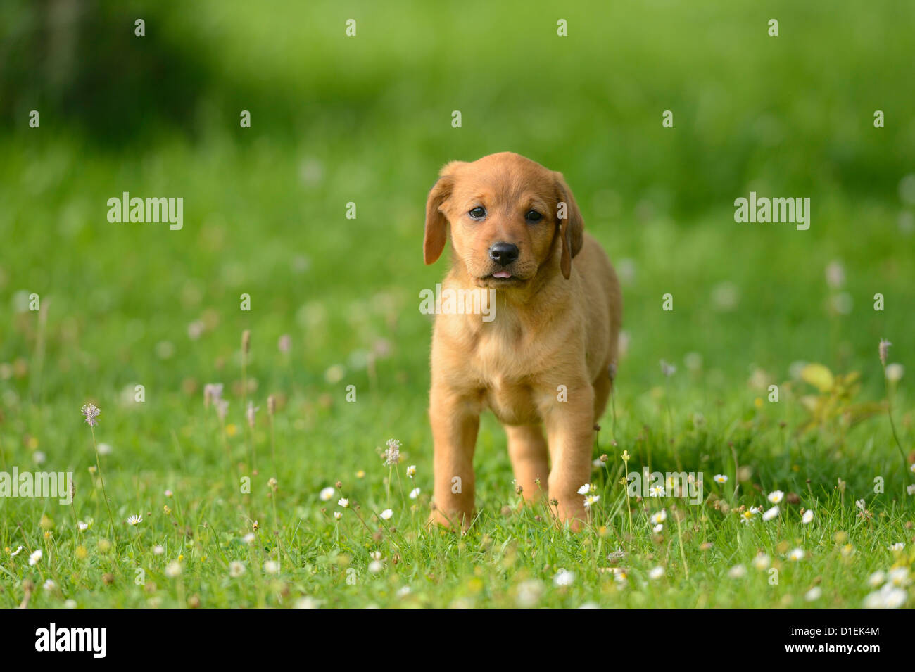 Brown mongrel puppy in meadow Stock Photo