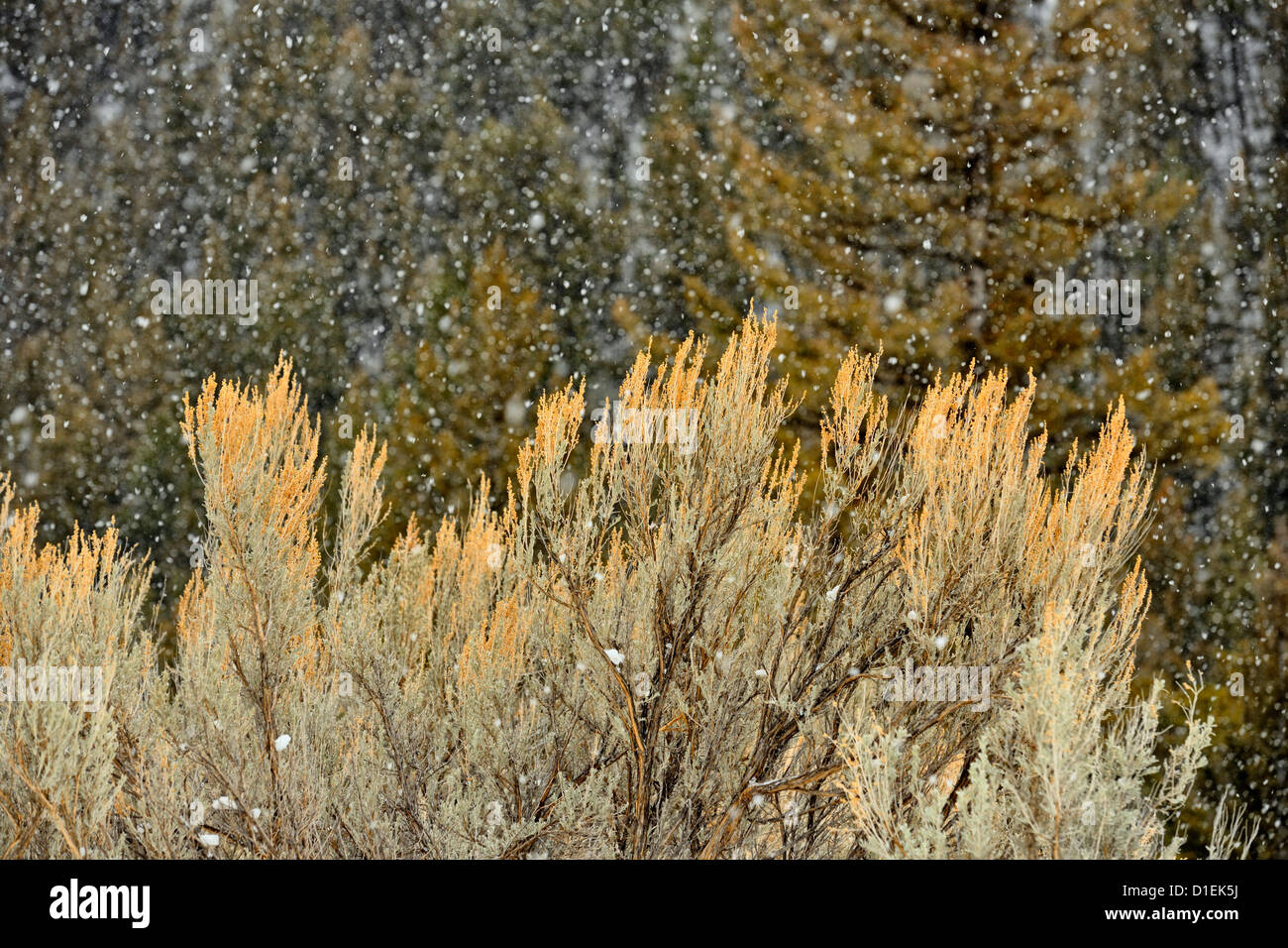 Falling snow, pine trees and sage brush in the Lamar Valley, Yellowstone National Park, Wyoming, USA Stock Photo