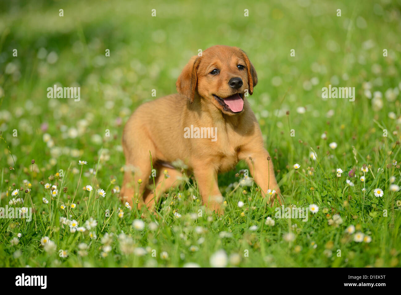 mongrel puppies