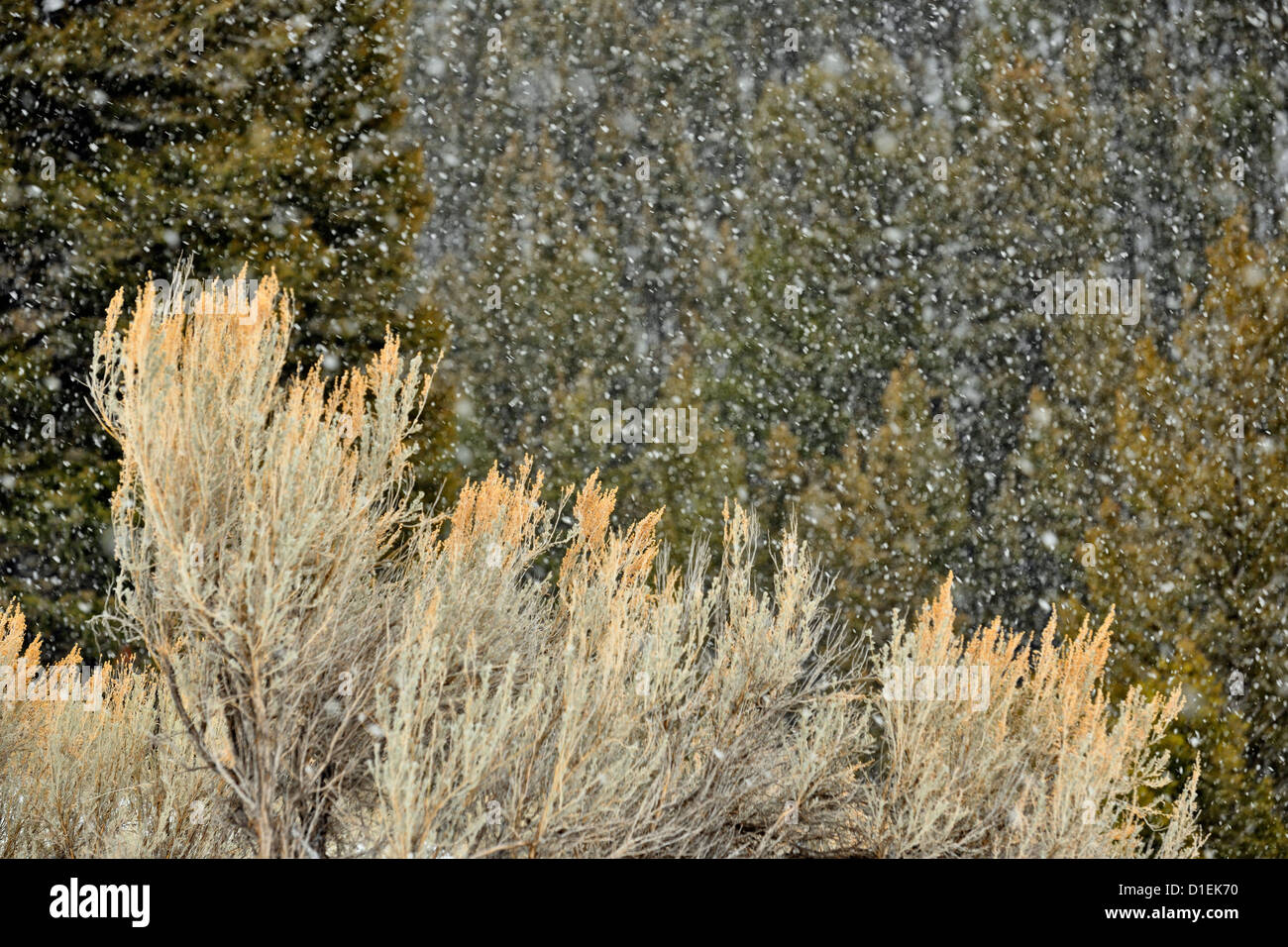 Calm falling snow flakes winter hi-res stock photography and images - Alamy