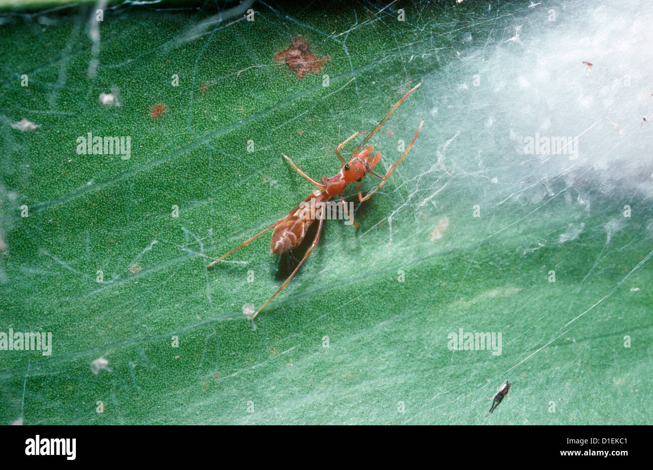 Kerengga Ant-like Jumper /Spear-jawed jumper spider (Myrmarachne plataleoides) female beside her egg-sac, rainforest, Thailand Stock Photo