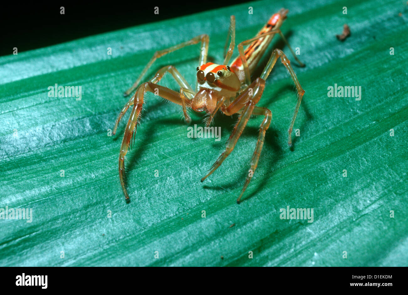 Jumping spider female (Viciria praemandibularis: Salticidae) in rainforest, Thailand Stock Photo