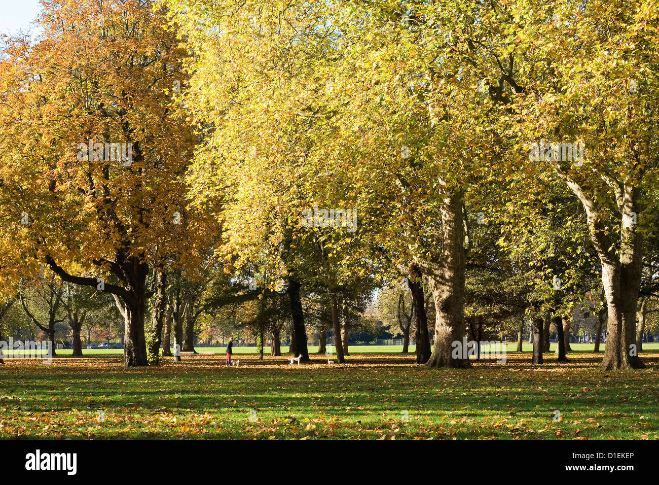 Autumn Landscape,  a man walking three dogs, Victoria Park, Hackney, London, UK. Stock Photo