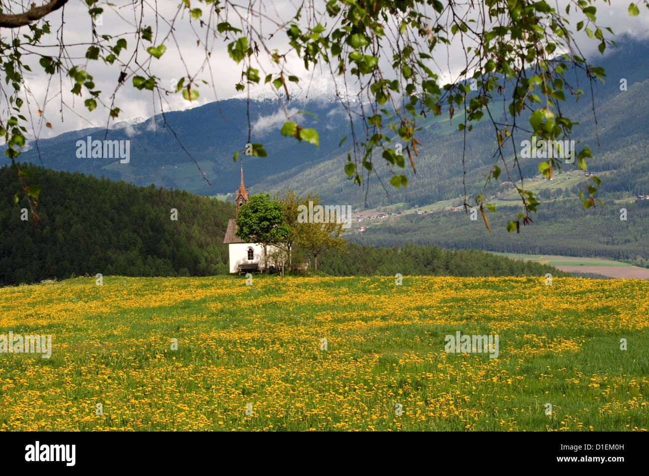 Chapel on flower meadow, Dolomites, Reischach, South Tyrol, Italy Stock Photo