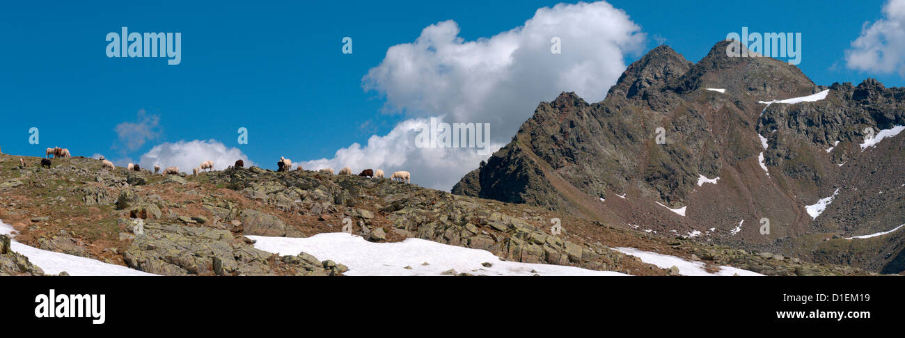 Sheep in the Zillertal Alps, South Tyrol, Italy Stock Photo