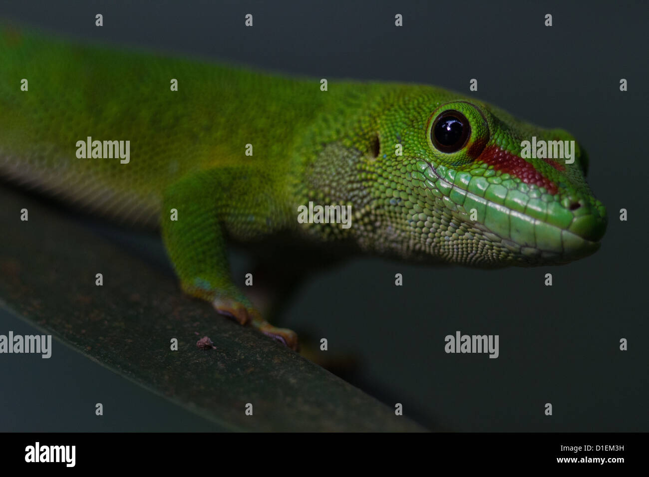 Green Lizard in Madagaskar Stock Photo