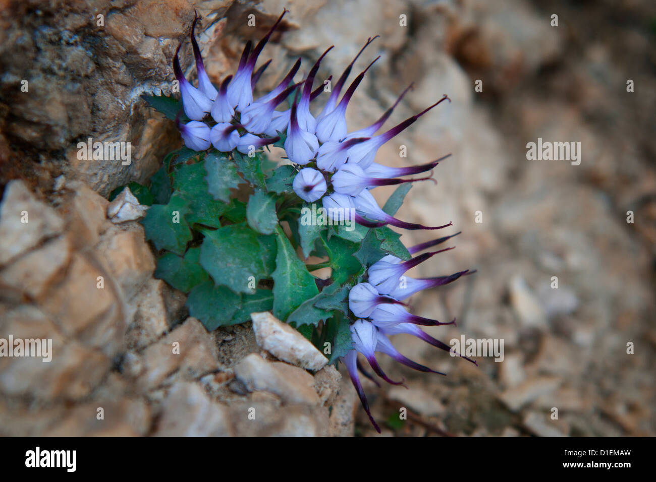 Physoplexis comosa, Dolomites, Italy, close-up Stock Photo