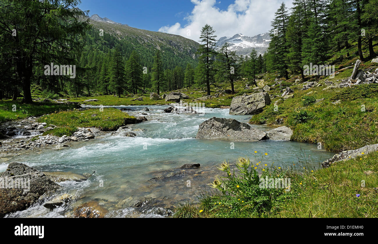 River and pine trees in the valley, Tyrol, Austria Stock Photo