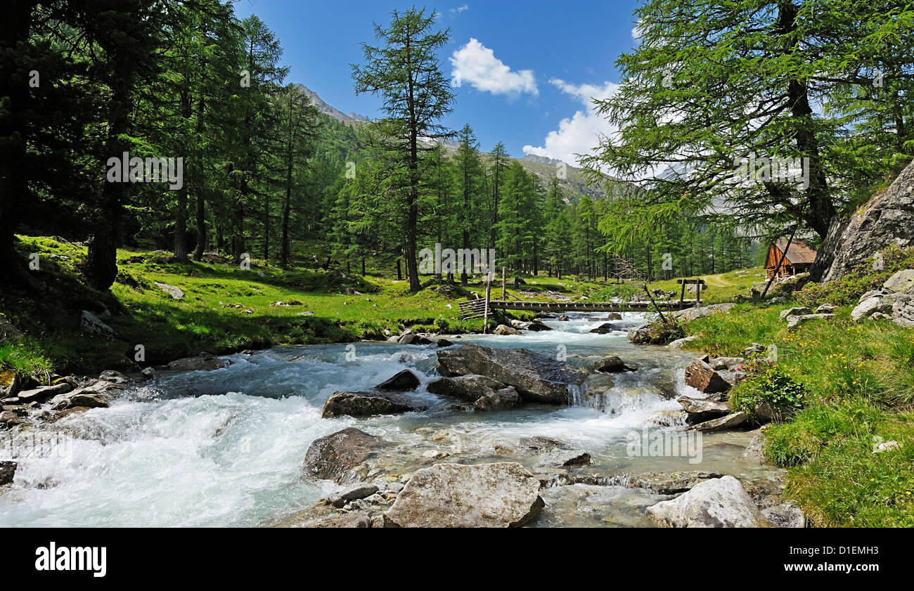 River and pine trees in the valley, Tyrol, Austria Stock Photo