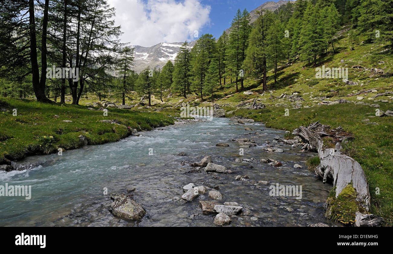 River and pine trees in the valley, Hohe Tauern, Austria Stock Photo