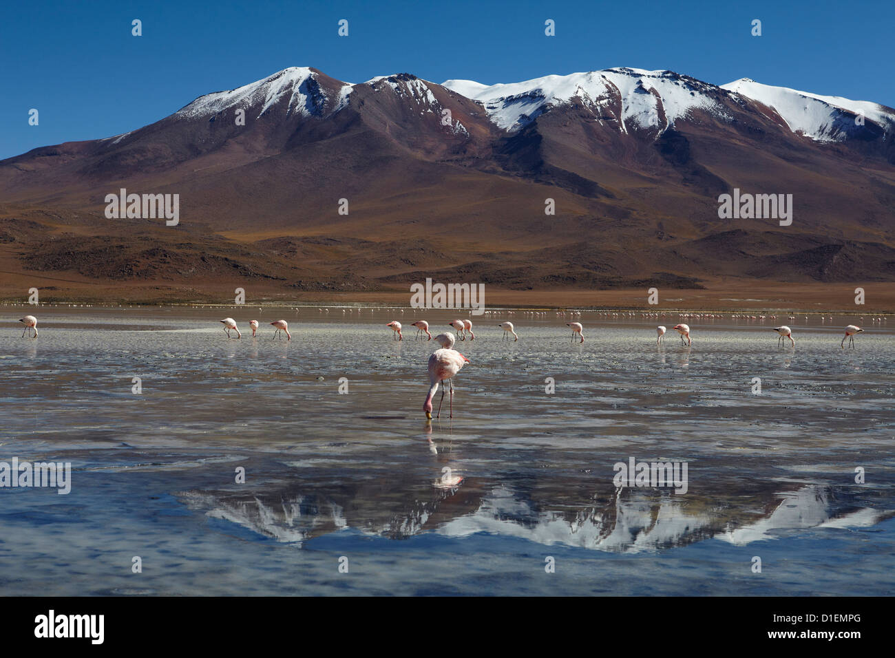 Eduardo Avaroa National Park, Bolivia, South America, America Stock ...
