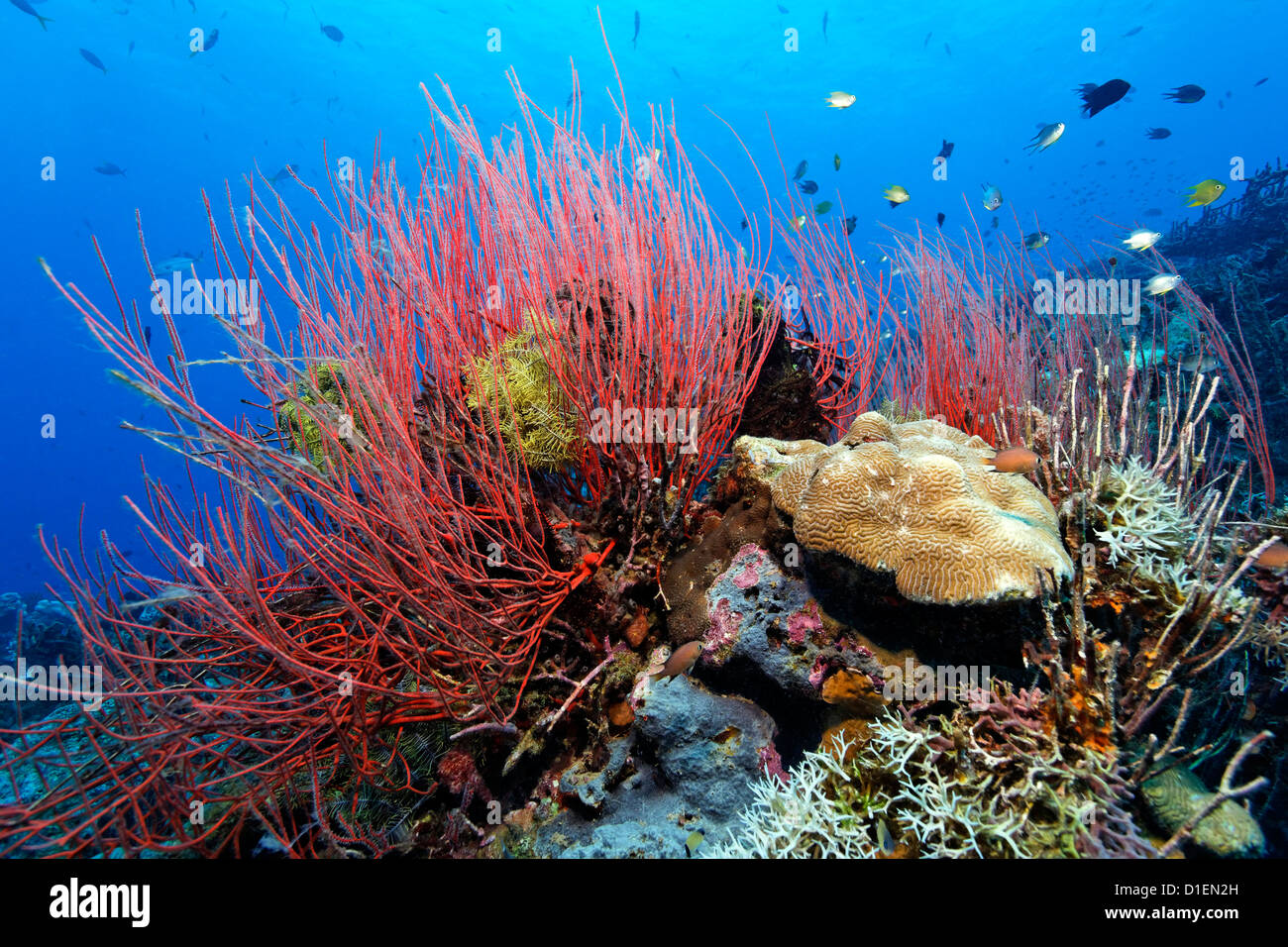 Reef landscape with soft and hard corals, Kimbe Bay, Bismark Sea, Papua New Guinea, underwater shot Stock Photo