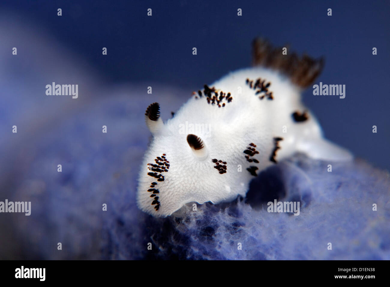 Dotted nudibranch (Jorunna funebris), Vitu Islands, Bismark Sea, Papua New Guinea, underwater shot Stock Photo