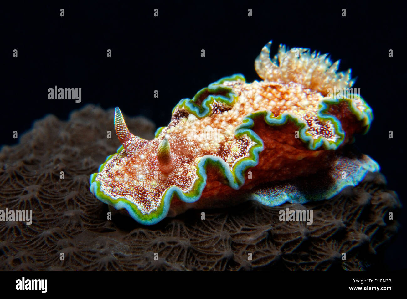 Sea slug Glossodoris cincta, Vitu Islands, Bismark Sea, Papua New Guinea, underwater shot Stock Photo