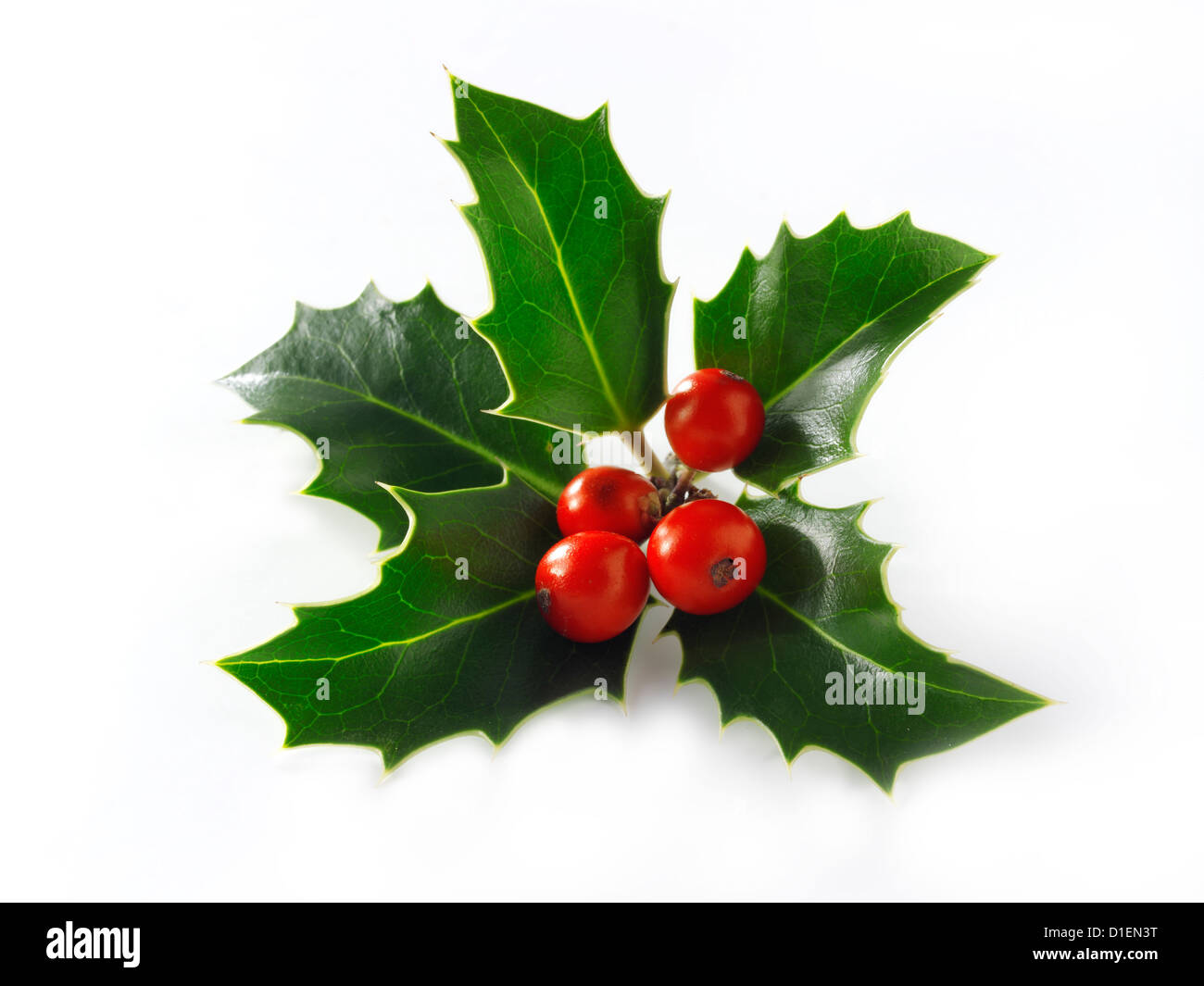 Christmas Holly leaves & berries Stock Photo - Alamy