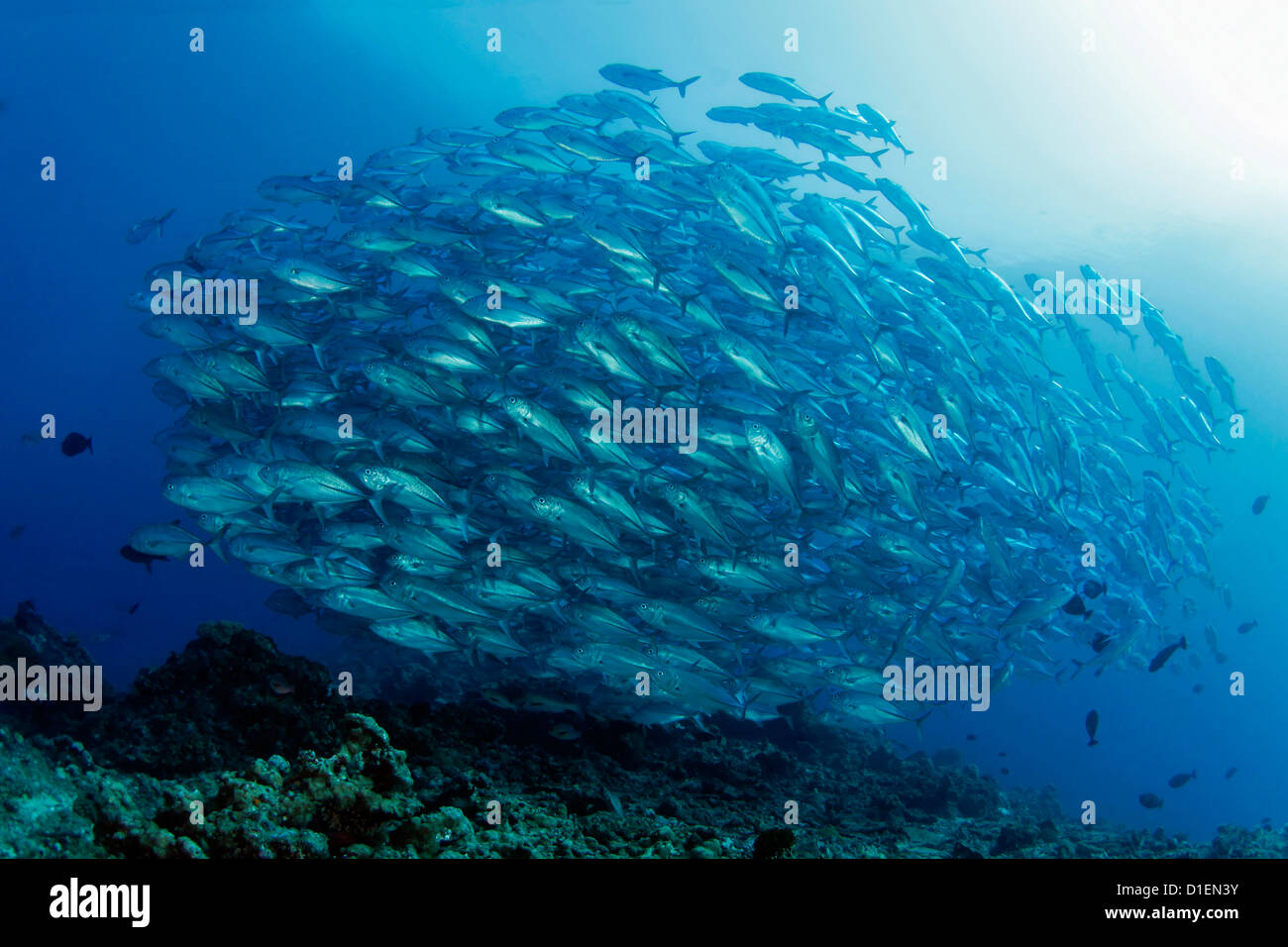 School of bigeye trevally (Caranx sexfasciatus), Father Reefs, Bismark Sea, Papua New Guinea, underwater shot Stock Photo
