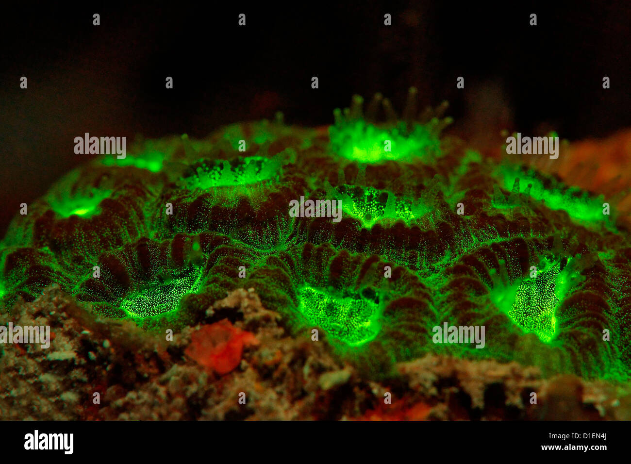 Fluorescent green Brain coral Favia speciosa, Father Reefs, Bismark Sea, Papua New Guinea, underwater shot Stock Photo