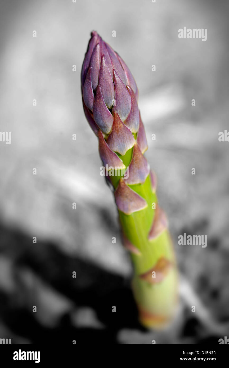 fresh asparagus spears growing in a field Stock Photo