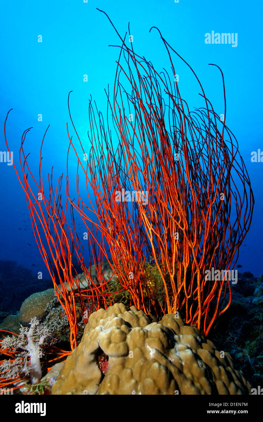 Red Whip Coral (Ellisella Ceratophyta), Kimbe Bay, Bismark Sea, Papua New Guinea, underwater shot Stock Photo