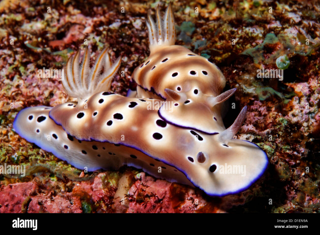 Two nudibranchs Risbecia tryoni, Kavieng, New Ireland, Papua New Guinea, underwater shot Stock Photo