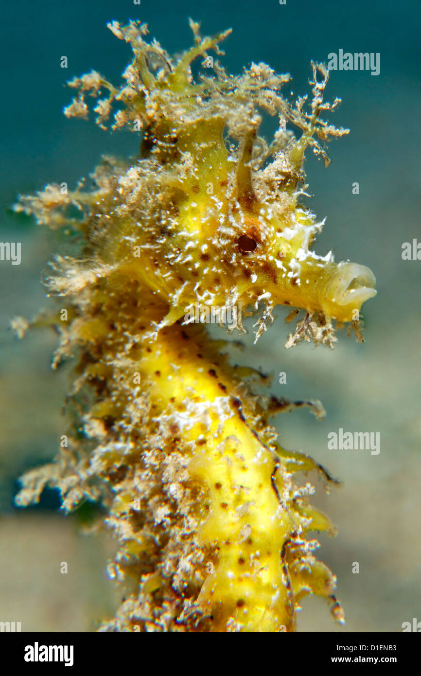 Long-snouted seahorse (Hippocampus guttulatus), Gozo, Mediterranean Sea, Malta, underwater shot Stock Photo