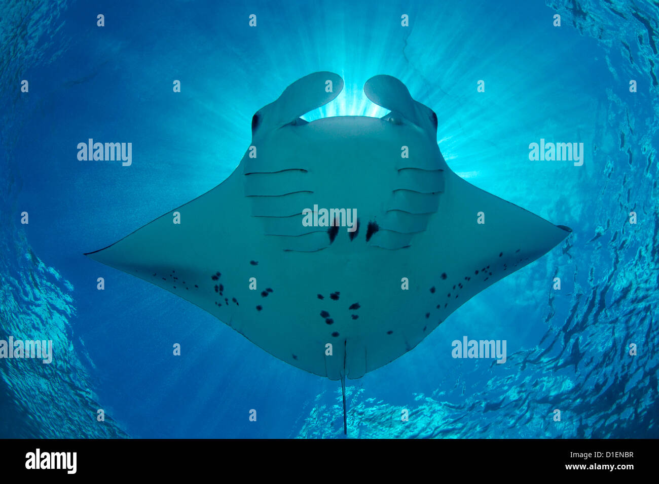 Reef manta (Manta alfredi) feeding plankton, Baa Atoll, Maldives, Indian Ocean, underwater shot Stock Photo