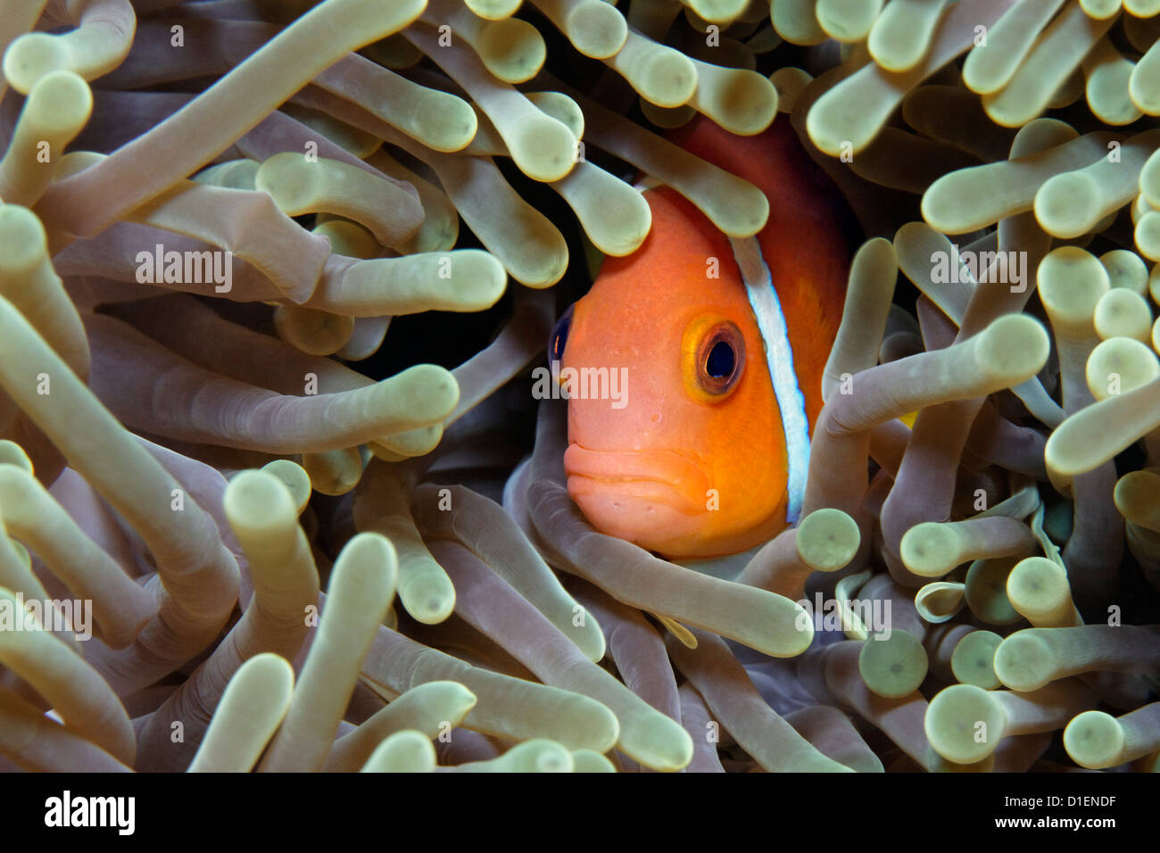 Maldive anemonefish (Amphiprion nigripes) hiding in an anemone at Baa Atoll, Maldives, underwater shot Stock Photo