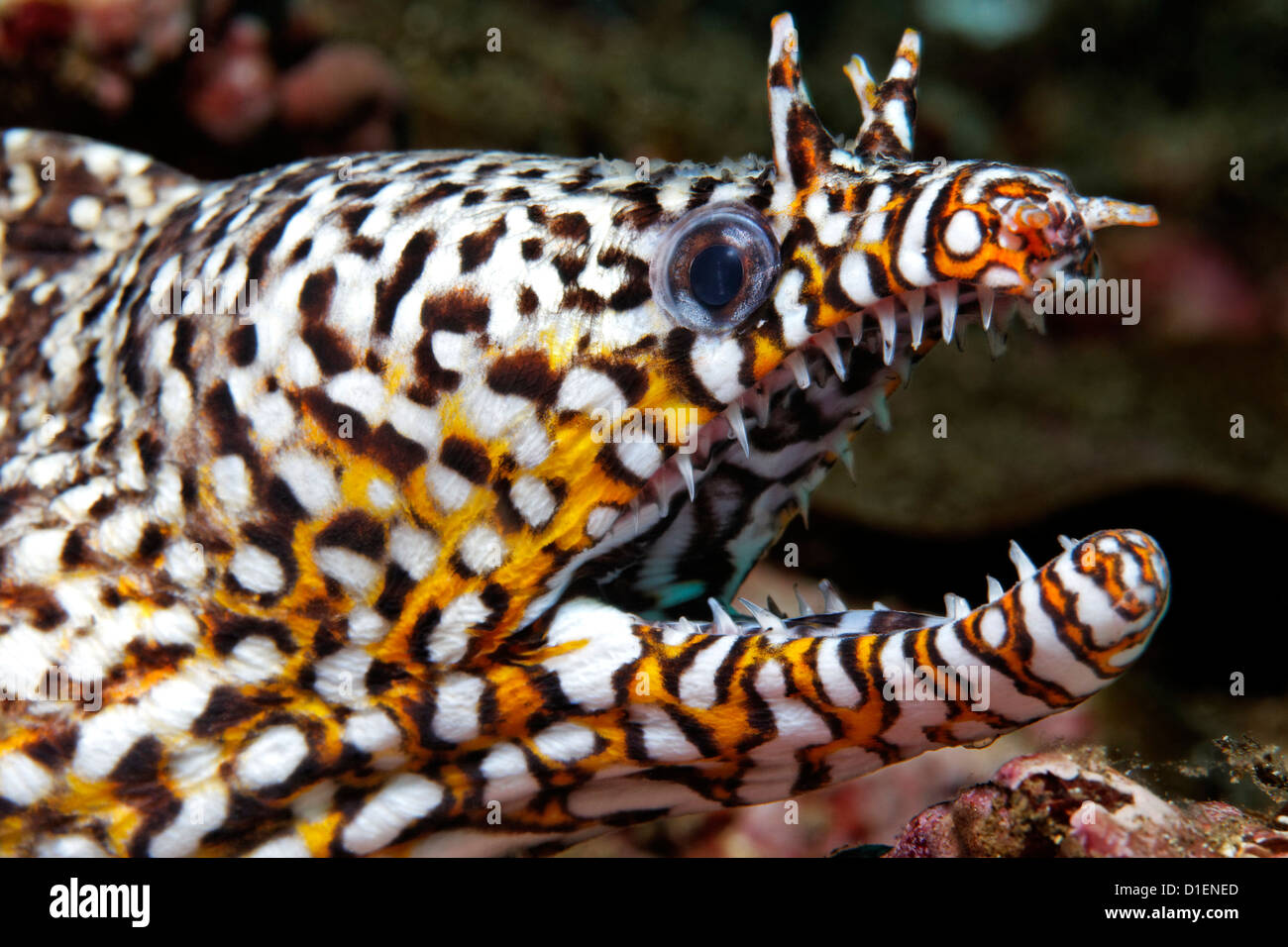 Leopard moray eel (Enchelycore pardalis), Mirbat, Oman, Indian Ocean, underwater shot Stock Photo