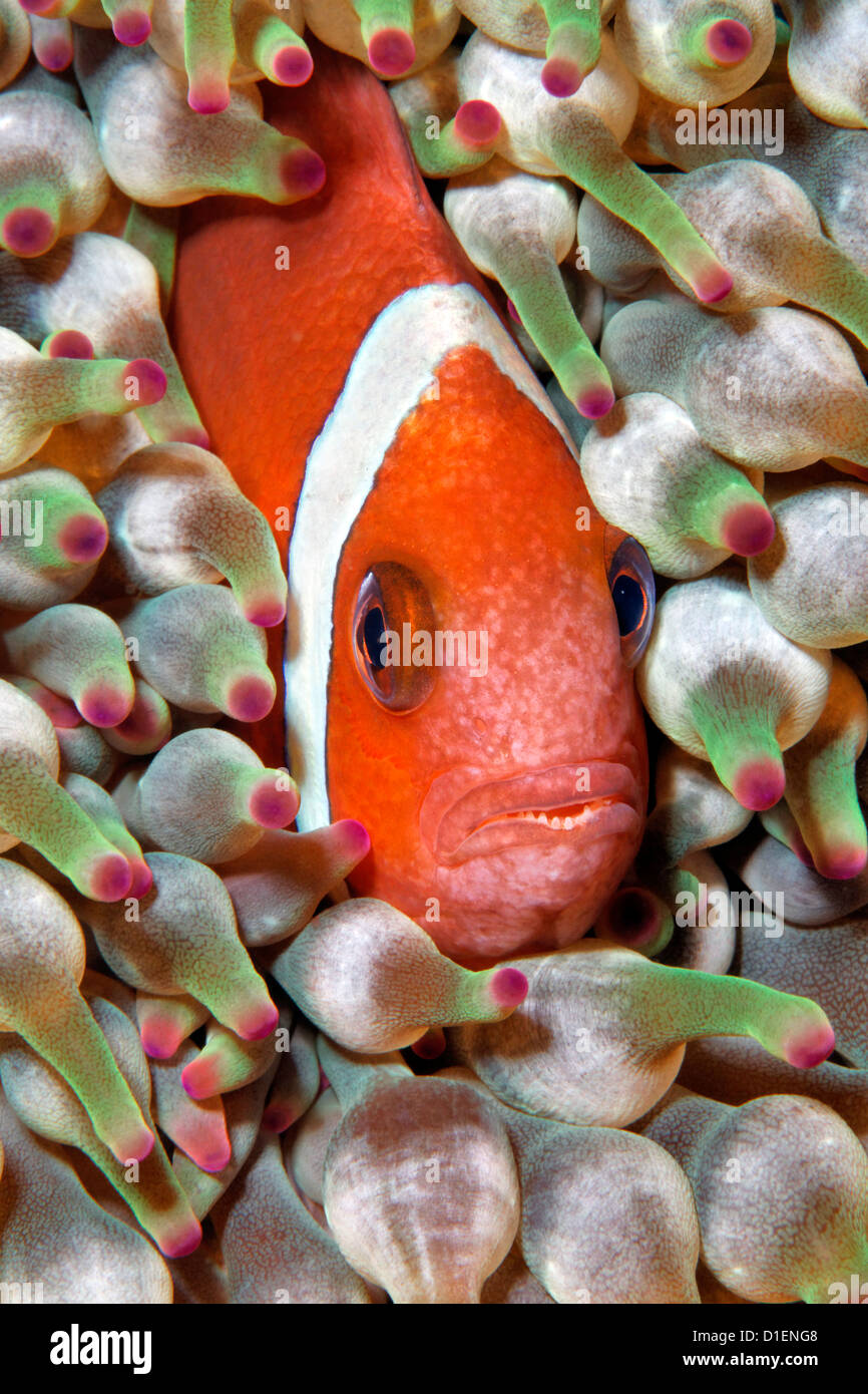 Oman anemonefish (Amphiprion omanensis) in bubble tip anemone, Mirbat, Oman, Indian Ocean, underwater shot Stock Photo