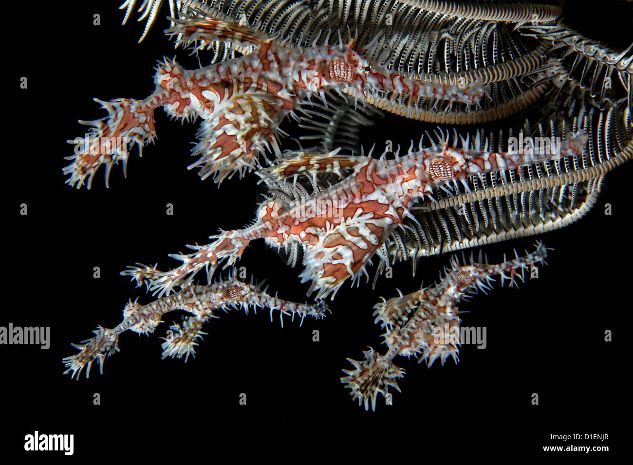 Four Harlequin ghost pipe fish (Solenostomus paradoxus) at coral near Dumaguete Dauin Philippines Pacific Ocean underwater shot Stock Photo