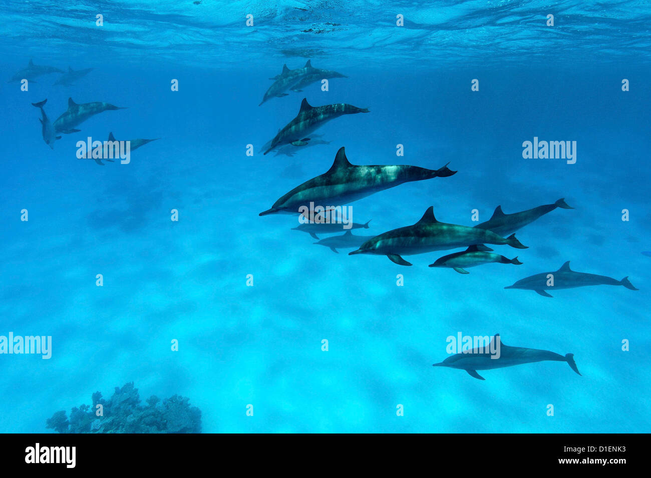 Group of Spinner Dolphins (Stenella longirostris), Ras, Marsa Alam, Egypt, Red Sea, underwater shot Stock Photo