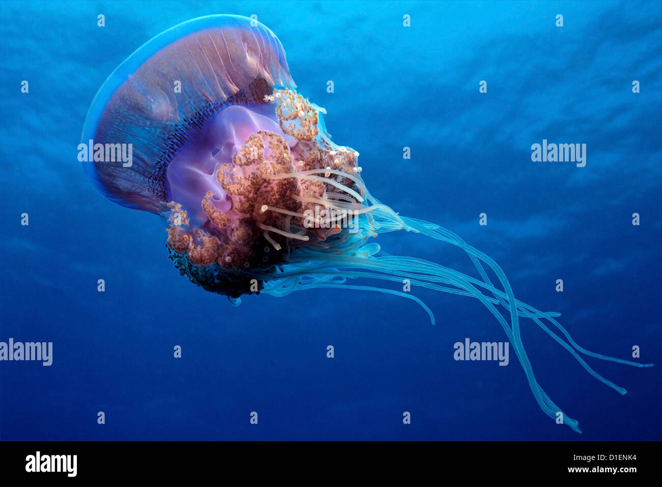 Purple jellyfish swimming in blue water, near Marsa Alam, Egypt, Red Sea, underwater shot Stock Photo