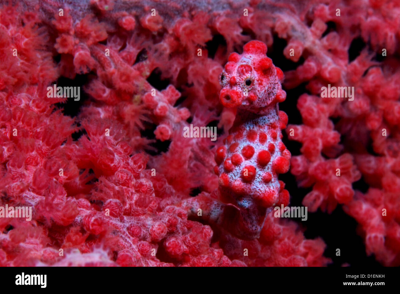 Pygmy seahorse (Hippocampus bargibanti) in red coral, Cabilao Island, Bohol, Philippines, Pacific Ocean, underwater shot Stock Photo
