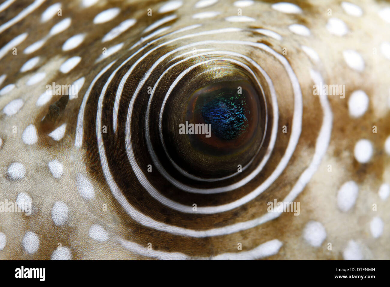Eye of a White-spotted puffer fish, Arothron hispidus, near Marsa Alam, Egypt, Red Sea, underwater shot Stock Photo