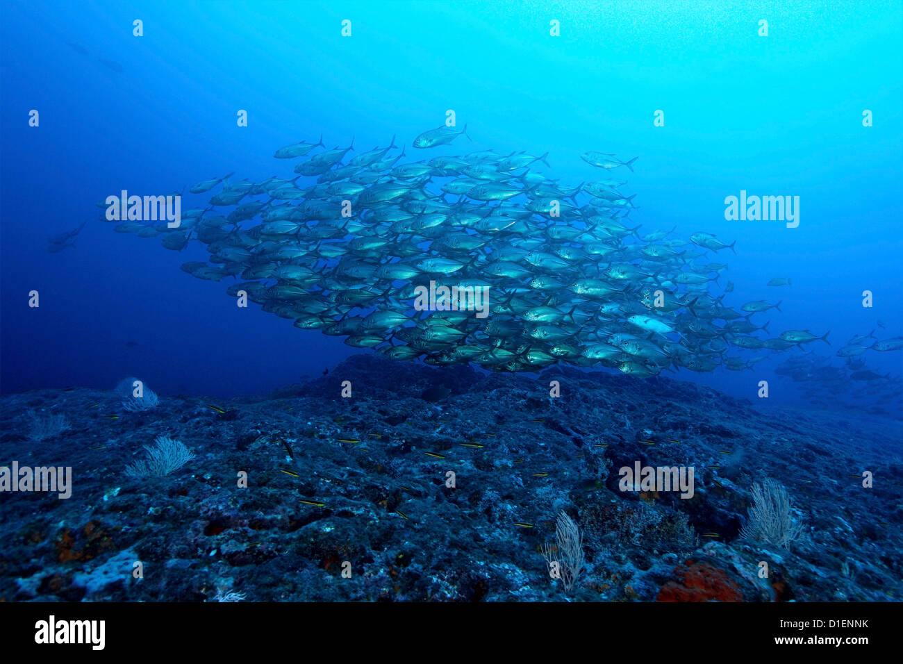 School of bigeye trevallies (Caranx sexfasciatus), Isla Coiba, Panama, Pacific Ocean, underwater shot Stock Photo