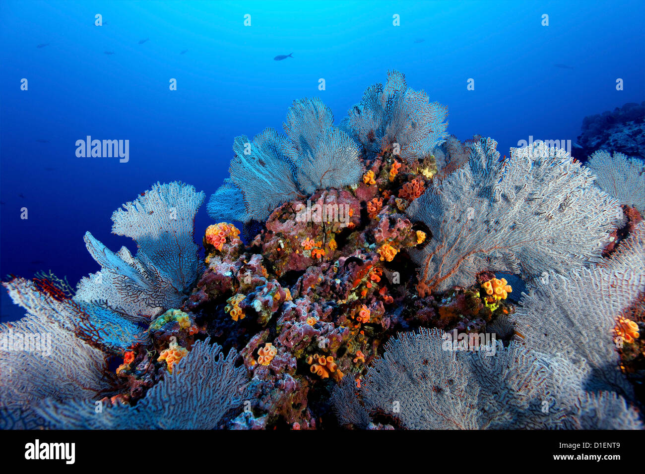 Gorgonian corals, Malpelo Island, Columbia, Pacific Ocean, underwater shot Stock Photo