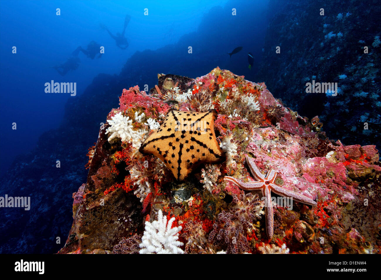 Seastars on a rocky reef, Malpelo Island, Columbia, Pacific Ocean, underwater shot Stock Photo