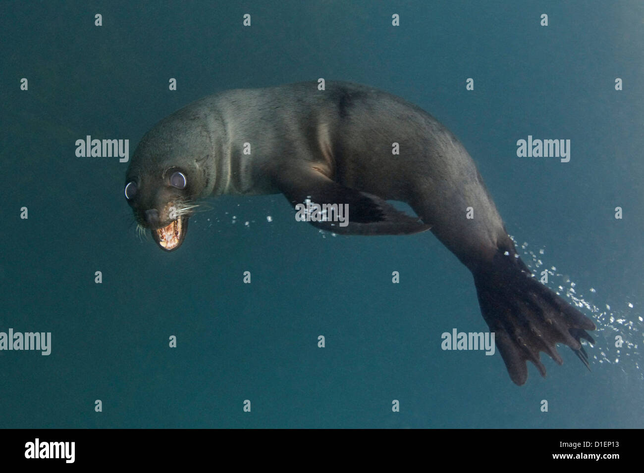 New Zealand fur seal (Arctocephalus forsteri), Kaikoura, South Island, New Zealand, Pacific Ocean, underwater shot Stock Photo