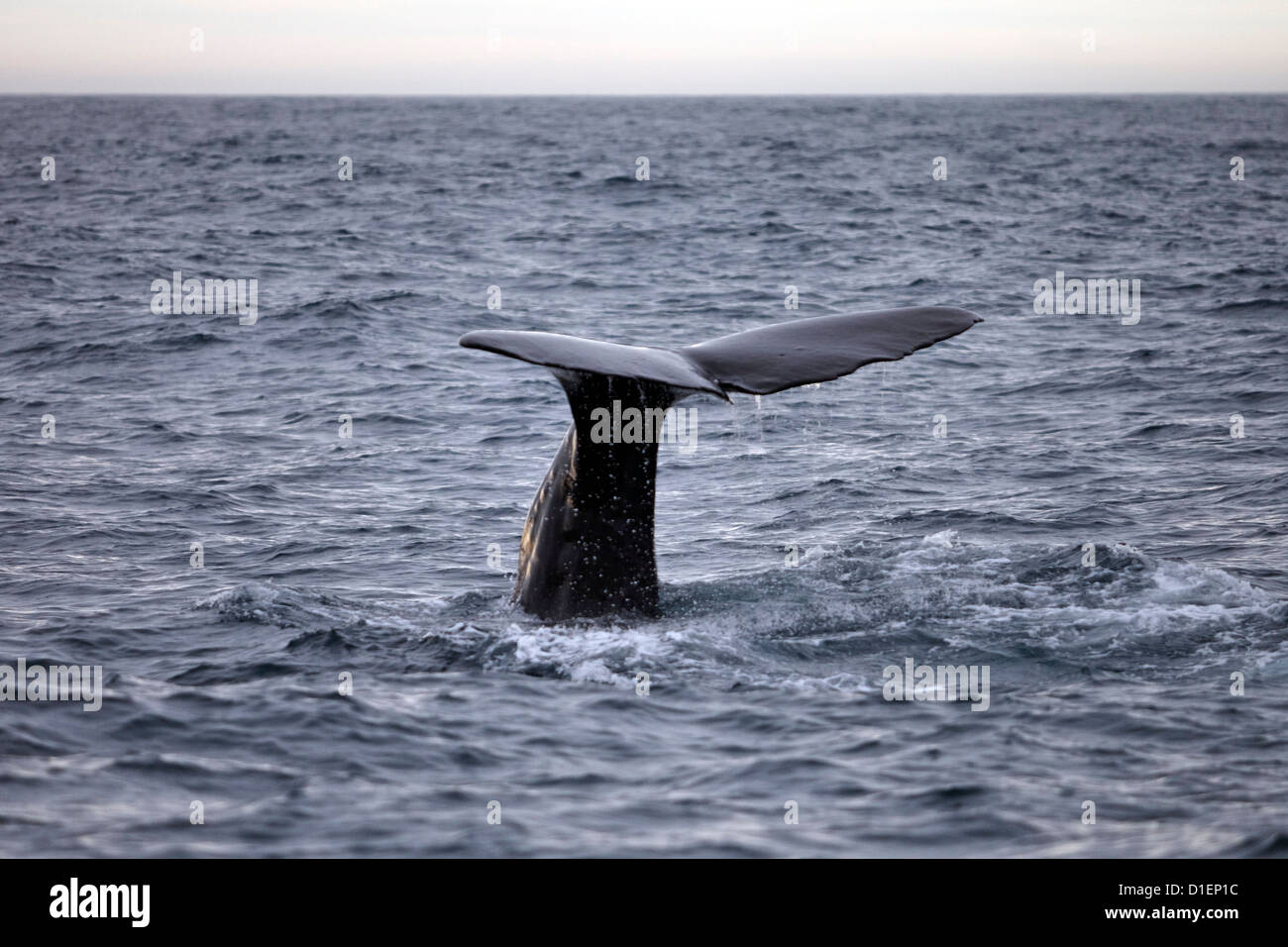 Fluke of a Sperm whale (Physeter macrocephalus) in the Pacific Ocean, New Zealand Stock Photo