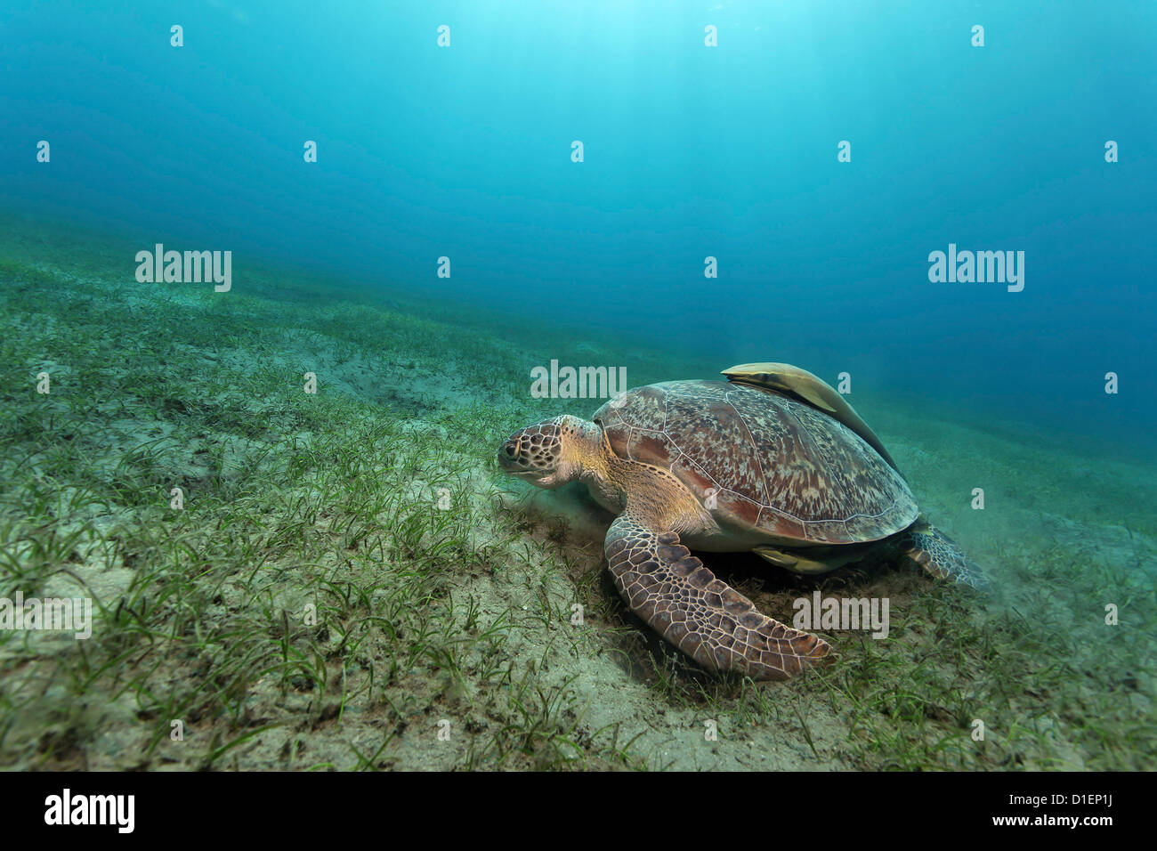 Loggerhead sea turtle (Caretta caretta) with a live sharksucker (Echeneis naucrates), Red Sea, Egypt, underwater shot Stock Photo
