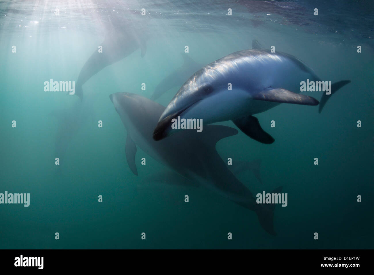 Dusky dolphins (Lagenorhynchus obscurus), Kaikoura, South Island, New