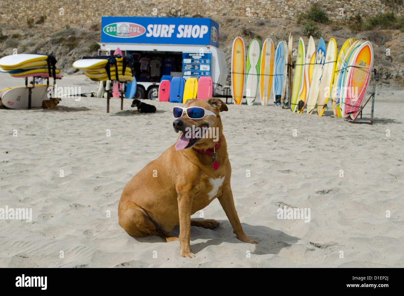 Dog with sunglasses in front of beach surfing shop Stock Photo